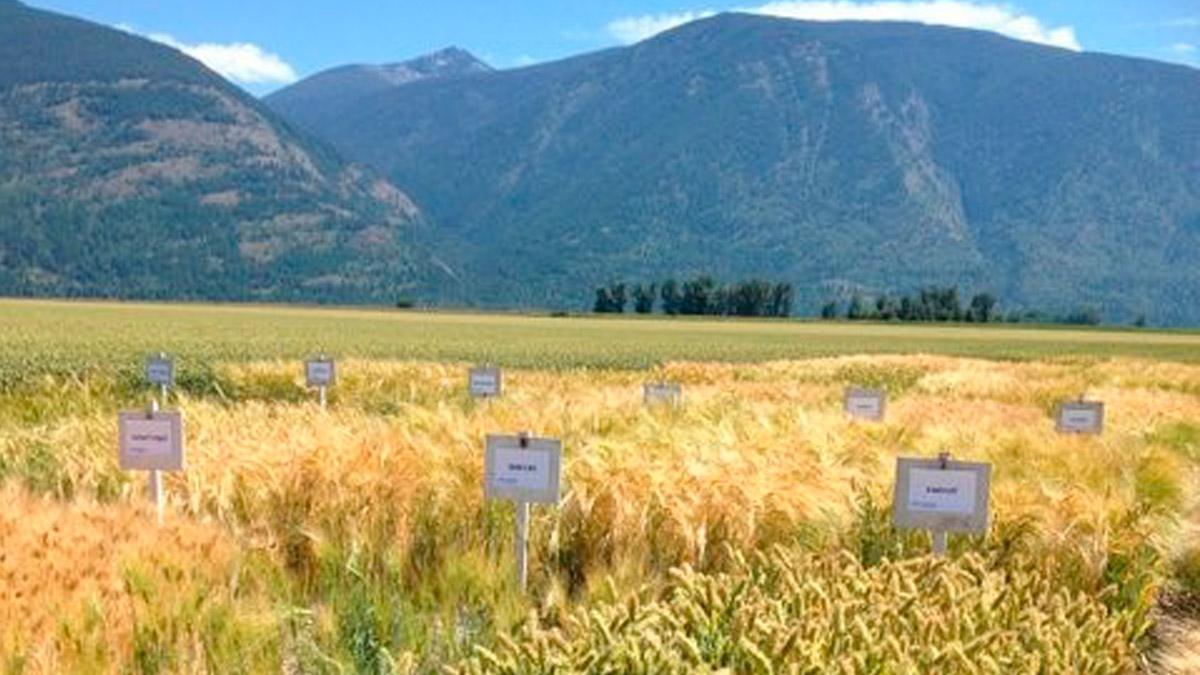 Small signs label different parts of a field full of wheat.