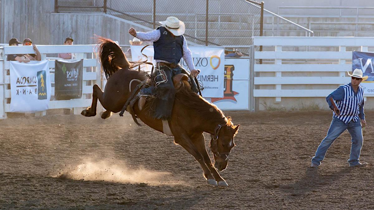 Man rides bucking bronco.